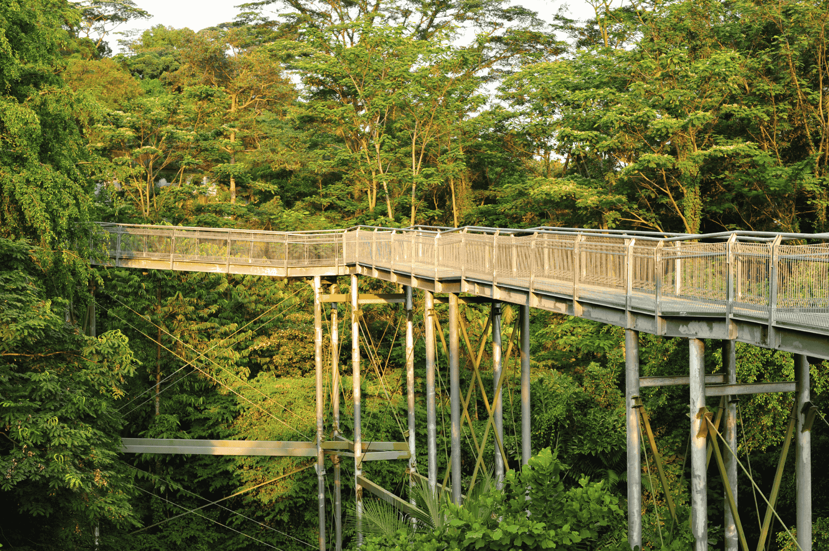 Elevated forest walkway suspended among dense tropical trees in Singapore’s Southern Ridges, supported by tall metal pillars and cables. The pedestrian bridge offers a canopy-level hiking experience, blending eco-conscious design with panoramic views of lush greenery. This vantage point invites nature lovers to explore the forest from above, highlighting the trail’s immersive and sustainable architecture.