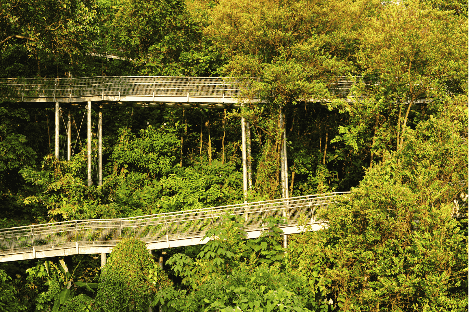 Elevated pedestrian walkway weaving through dense tropical forest in Singapore’s Southern Ridges, supported by slender metal pillars and surrounded by vibrant greenery. The structure blends into the natural canopy, offering hikers a serene, above-ground path that minimizes environmental impact while immersing them in the jungle’s textures and sounds.