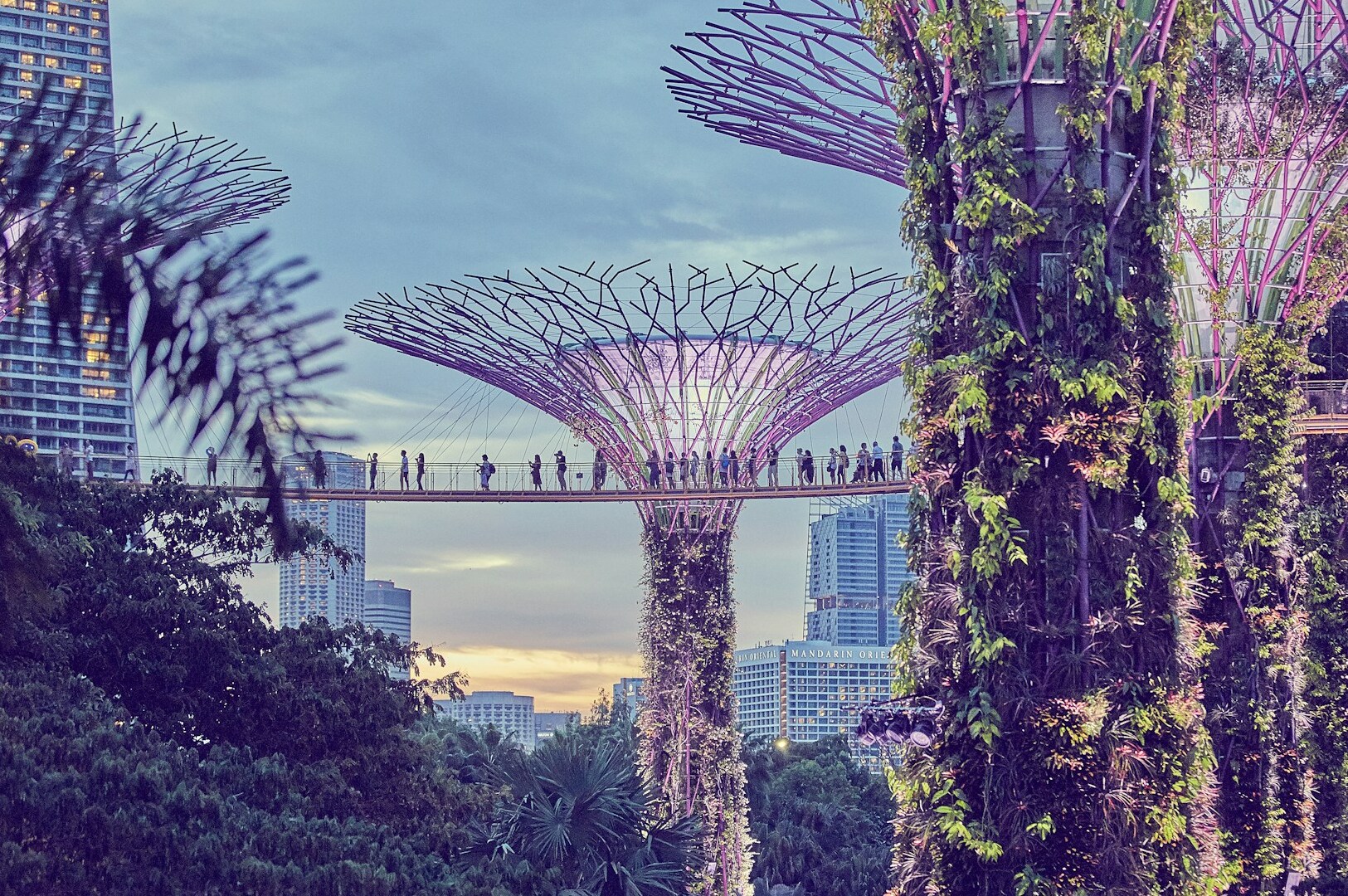 Gardens by the Bay at dusk, showcasing vibrant flora and birdwatching opportunities in Singapore's urban landscape.