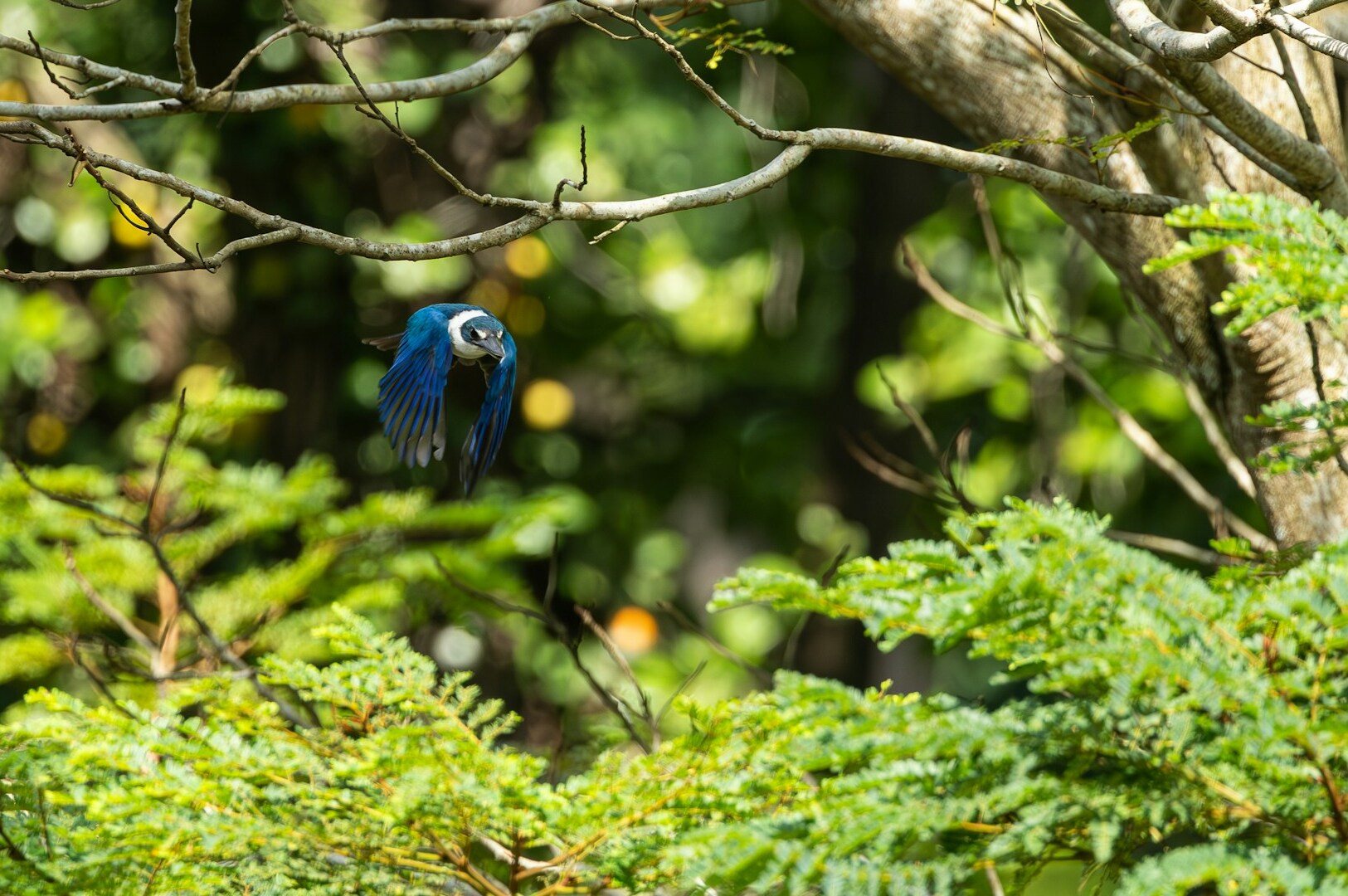 A vibrant blue collared kingfisher soars among the trees, showcasing its beauty in Singapore's rich biodiversity.