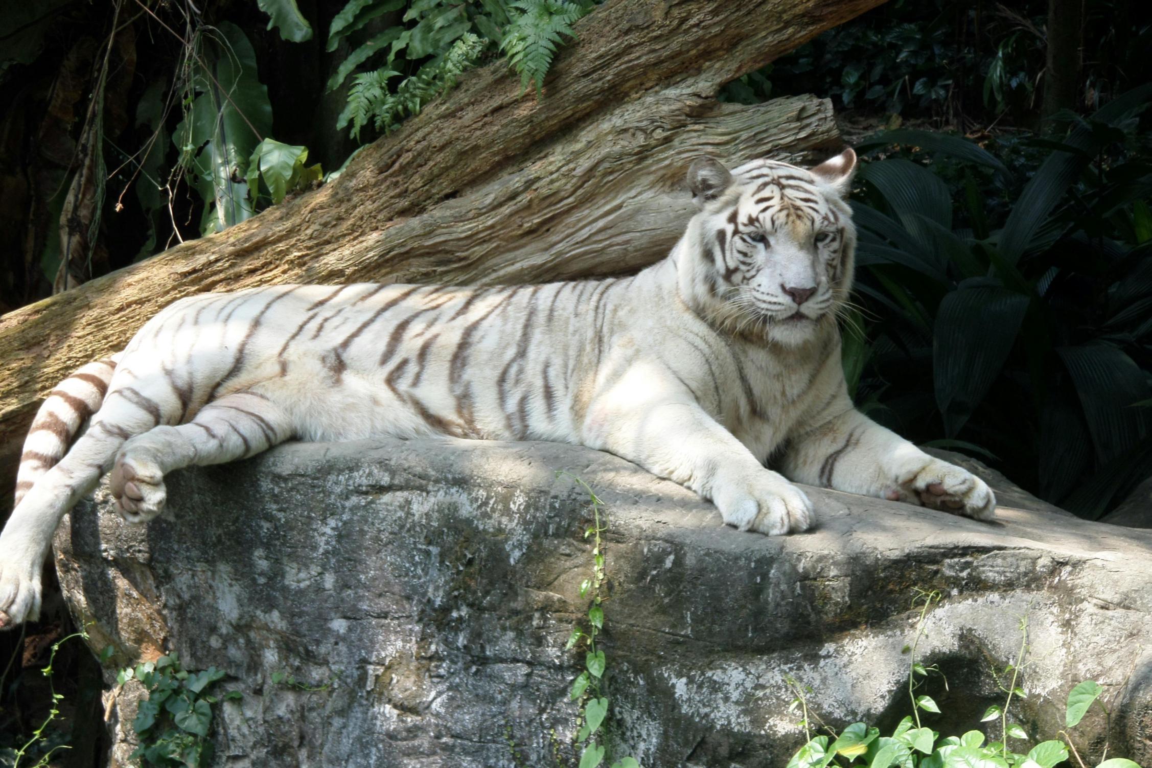 This image depicts a majestic white tiger resting comfortably atop a large, grey rock, with dappled sunlight highlighting its distinctive striped coat. The animal is surrounded by a lush background of dark green foliage and a weathered log, creating a serene, naturalistic setting.